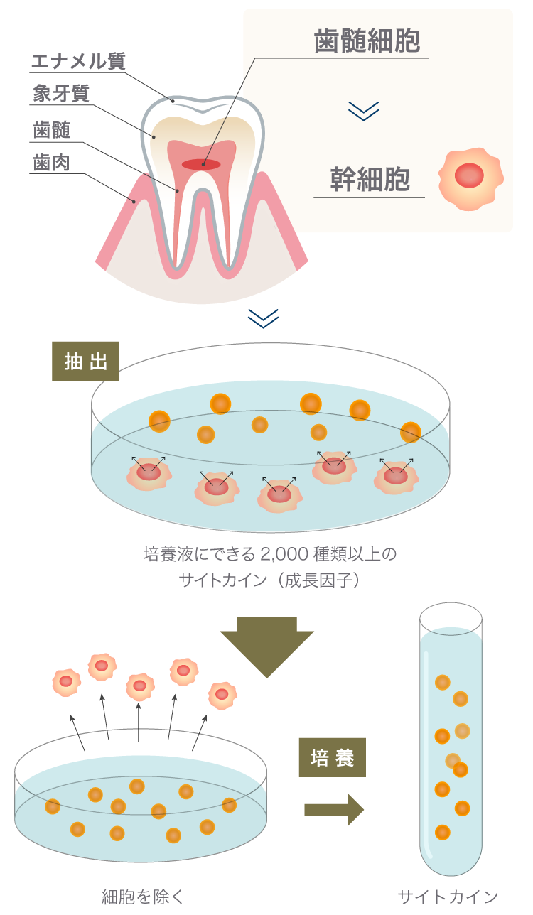幹細胞培養上清液とは | 【公式】スマートクリニック銀座