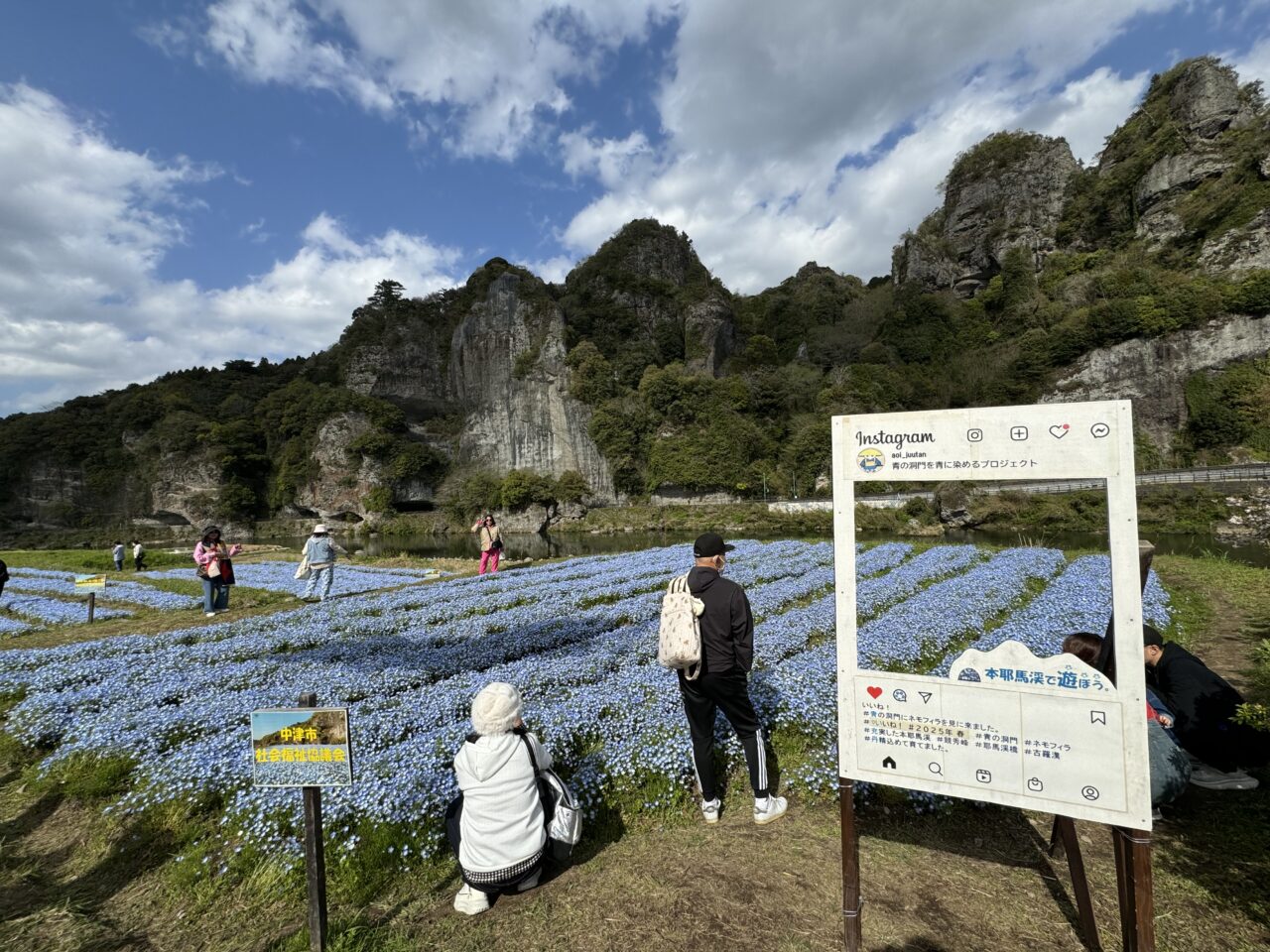 中津市】『ネモフィラ畑』必見!春だけの絶景!青の洞門を彩る青い絨毯