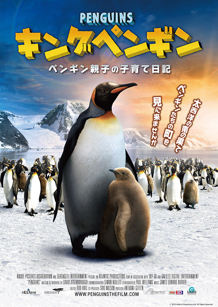 キングペンギン －ペンギン親子の子育て日記－ (2023年12月2日～2024