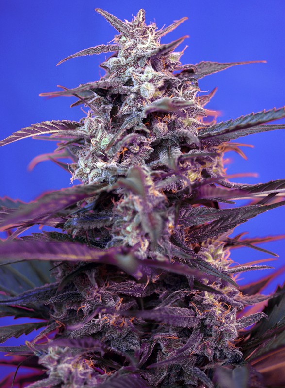 ディグダ】OGKush 10 SweetSkunk 10 ディグダ】OGKush 10 SweetSkunk