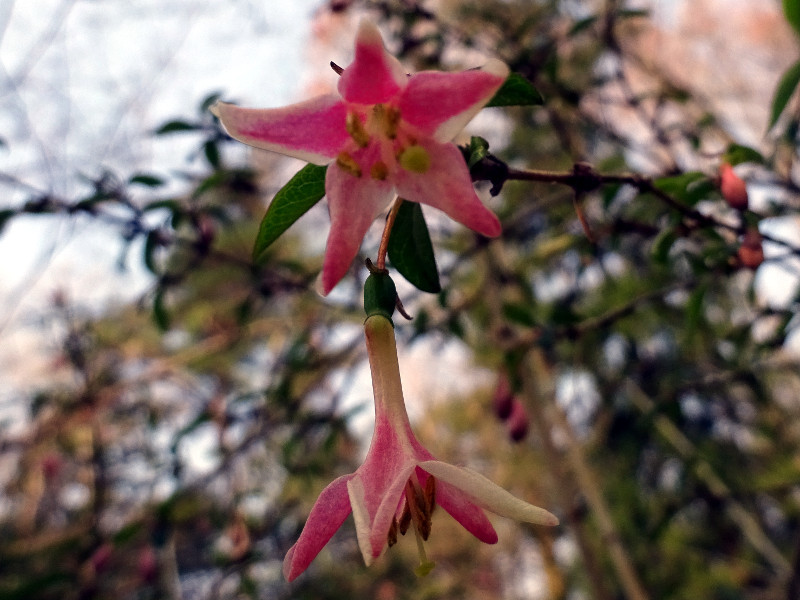 ウグイスカグラ | Lonicera gracilipes var. glabra | かぎけん花図鑑