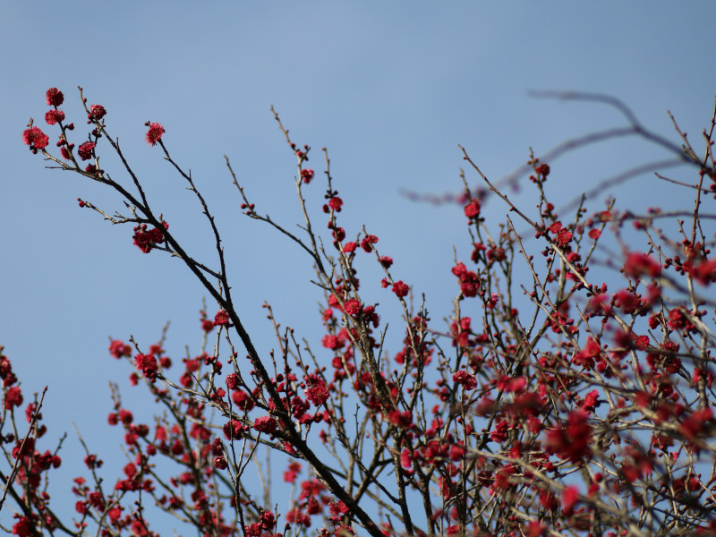 梅 鹿児島紅 | Prunus mume 'kagoshimako' | かぎけん花図鑑