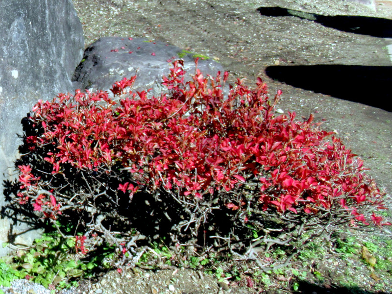 秋の紅葉が美しい ドウダンツツジ（満天星躑躅） かぎけん花図鑑 花