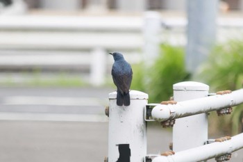 AF-S DX NIKKOR 55-300mm f/4.5-5.6G ED VRで撮影された野鳥写真(Page1