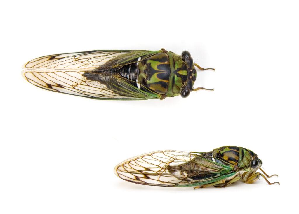 What You Should Know About April's Cicada 'Double Emergence