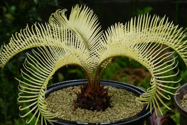 黄金ソテツの妖しい輝き | コタブロ日記 多肉植物・ヤシ・蘇鉄・猫好き