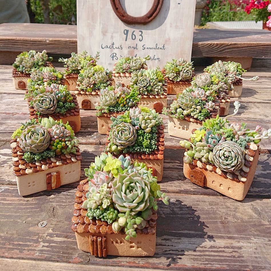 ネルソルを使った寄せ植え。 | くるみのたにく
