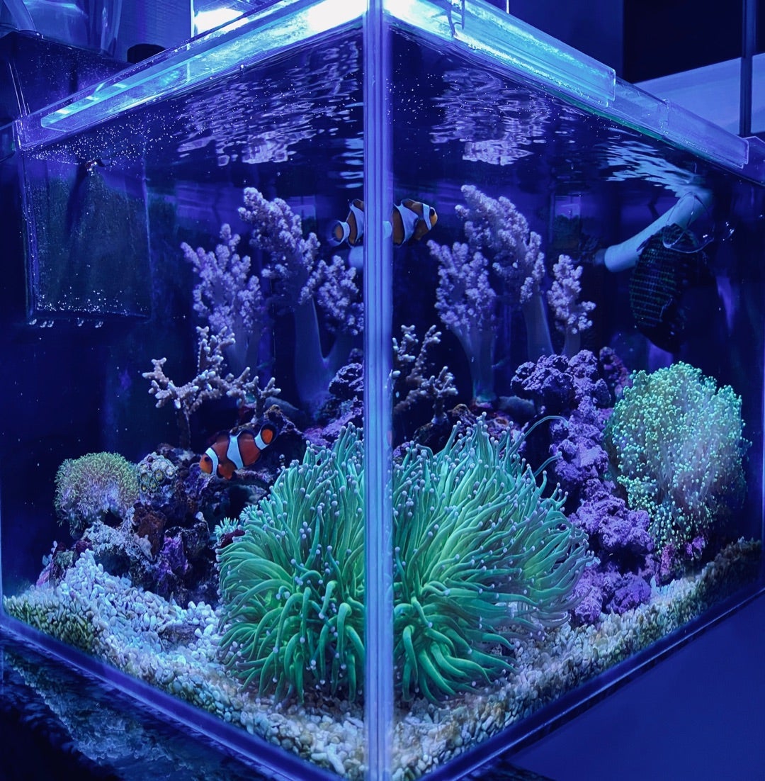 その後の海水小型水槽』 | アクアリウム・水景写真 〜小型水槽を極める