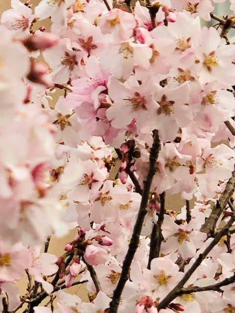 花の妖精たち・桜の妖精 | アマナの「虹色エルドラド」（＝虹色の黄金郷）