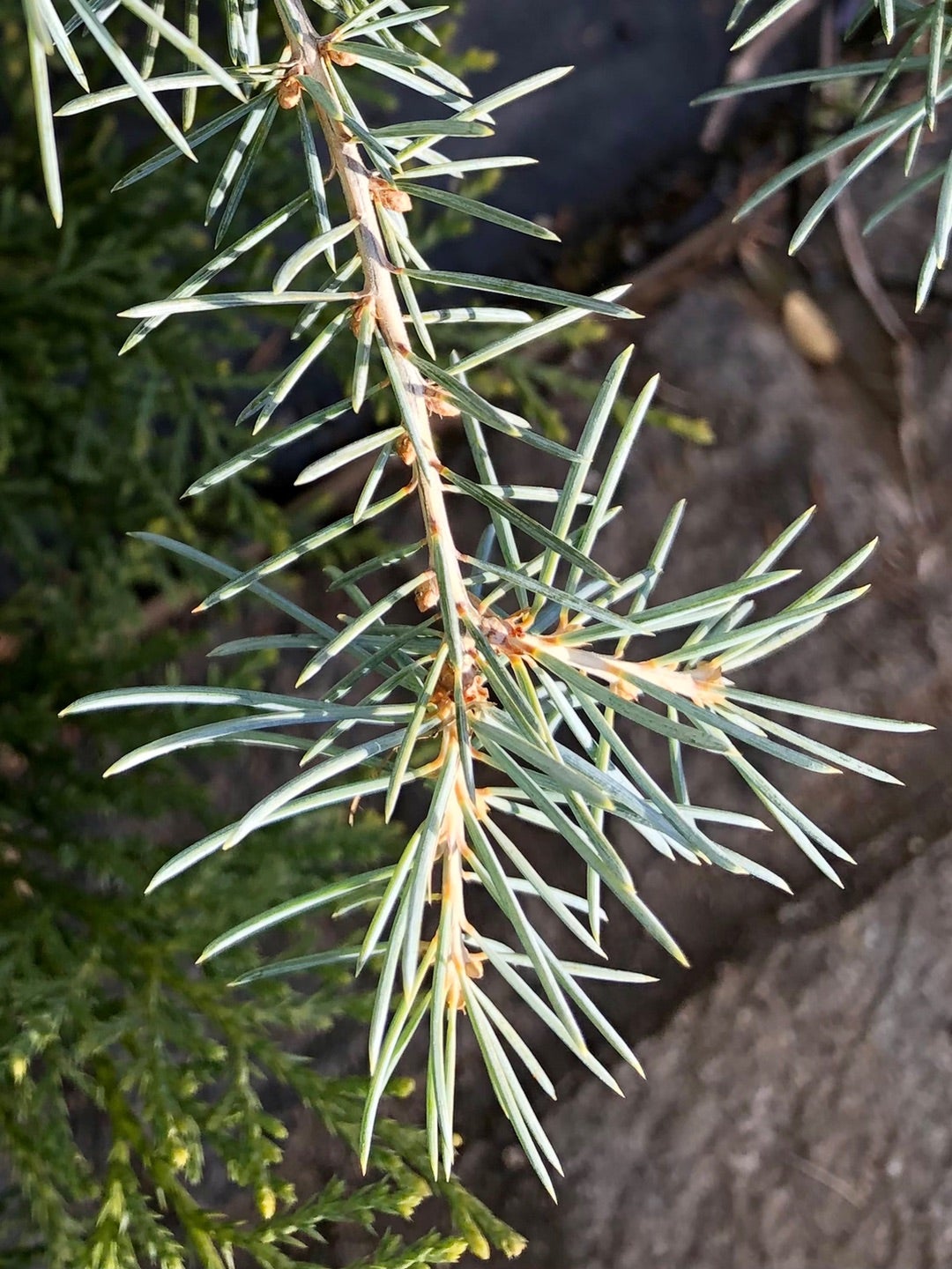 アトラスシーダー「グラウカ・ペンデュラ 」の地植え後の変化 | dukeの