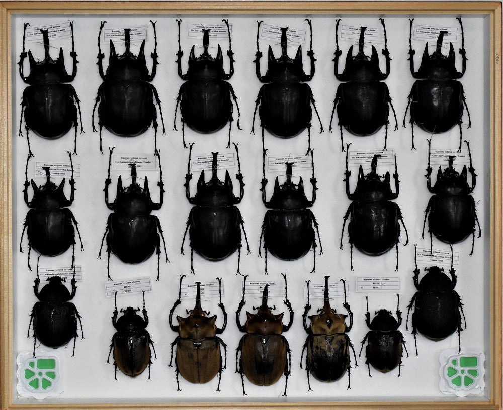 無名（不明）のヤヌスゾウカブト「 Megasoma janus ssp. 」 | 昆虫漂流記
