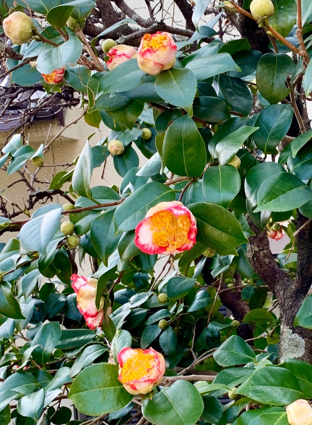 肥後椿の名花「王冠(おおかん)」が開花しました！ | 豊の国の翁