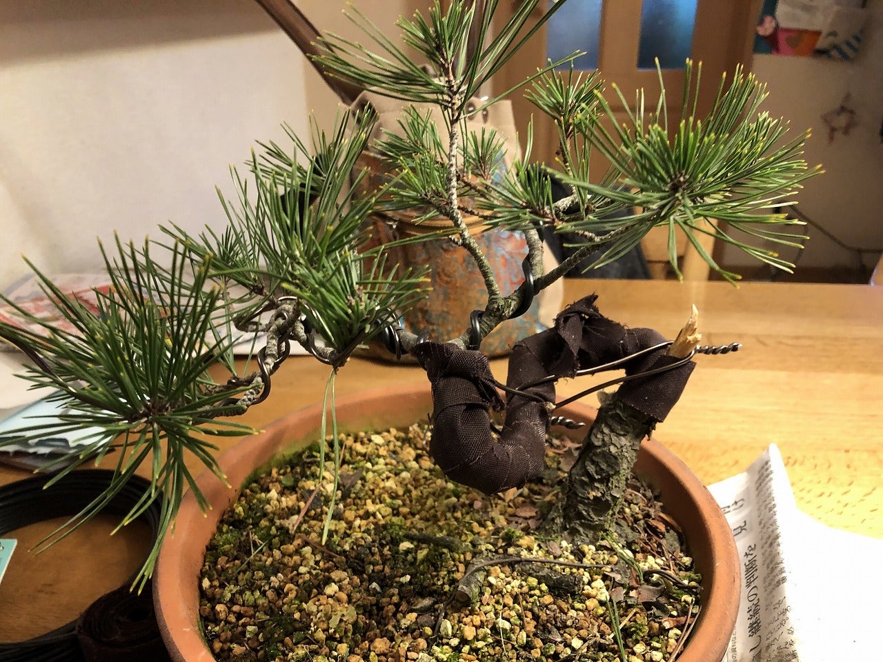 山採り小品赤松を弄る2 | Vintage Bonsai 〜盆栽＆北欧ヴィンテージ〜