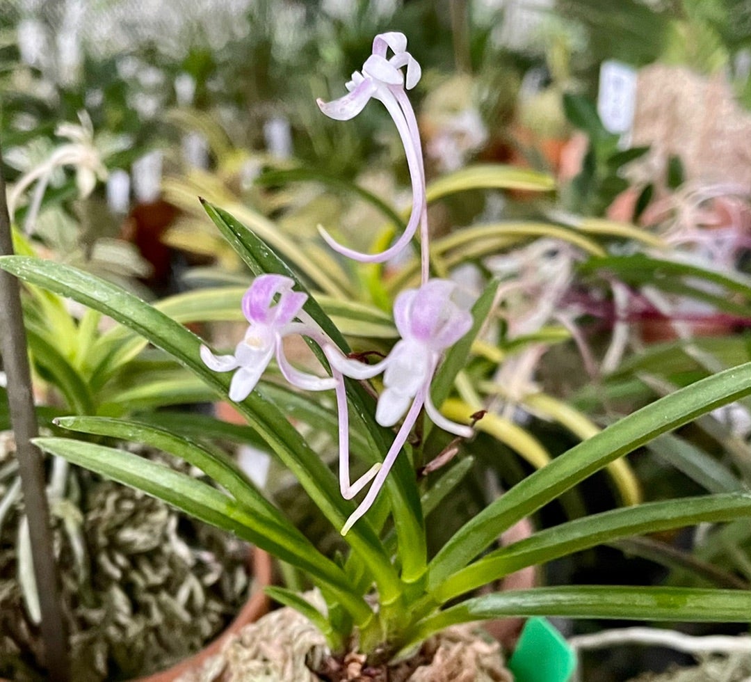 富貴蘭 交配種「紫妖(しよぅ)」の開花！ | 豊の国の翁