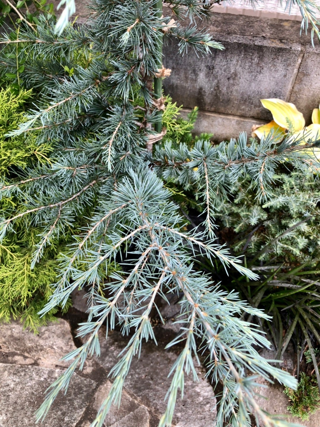 アトラスシーダー「グラウカ・ペンデュラ 」の地植え後2年目の変化