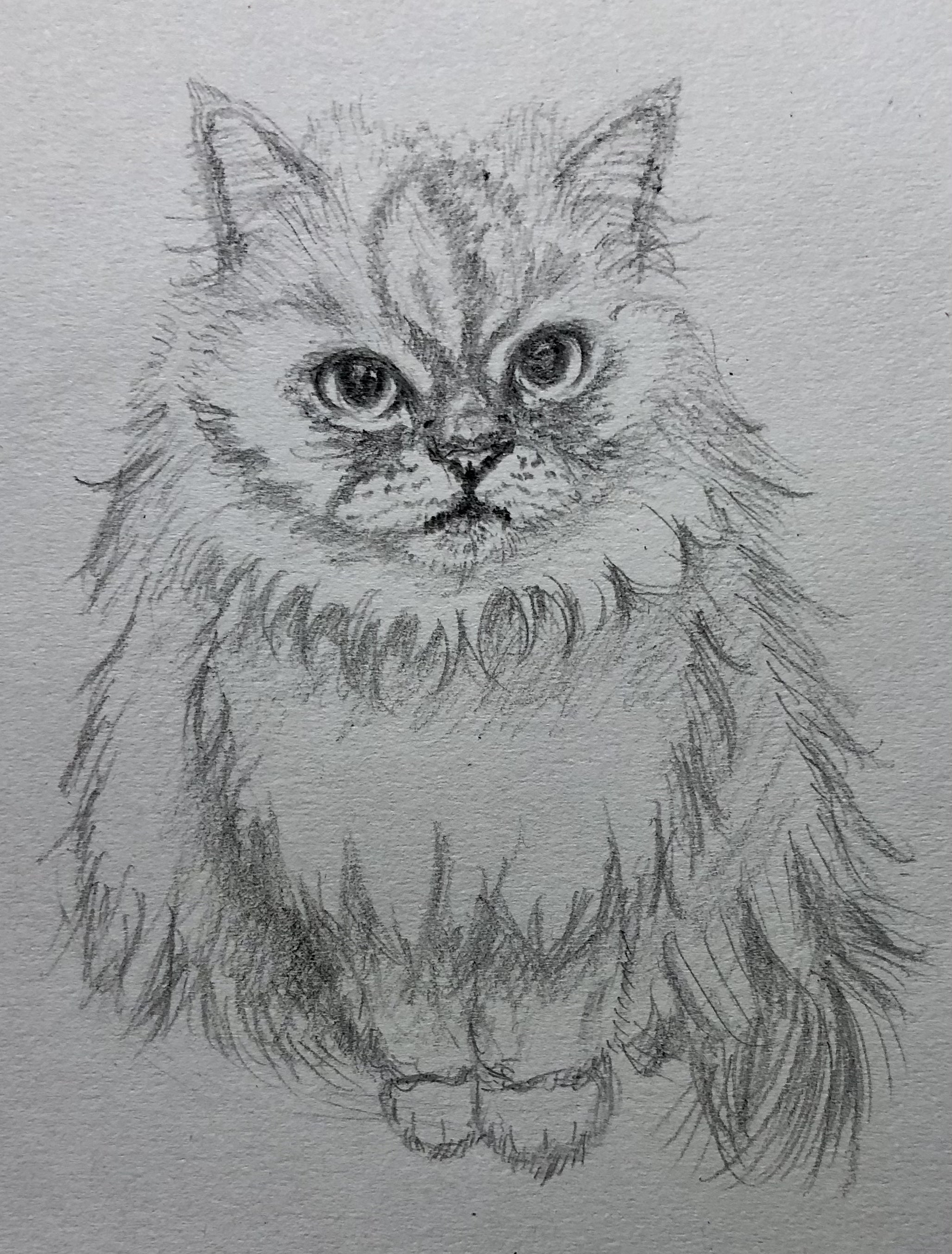私の癒しの時間✿6 鉛筆で描く 猫の描き方✿イラスト プリンちゃん