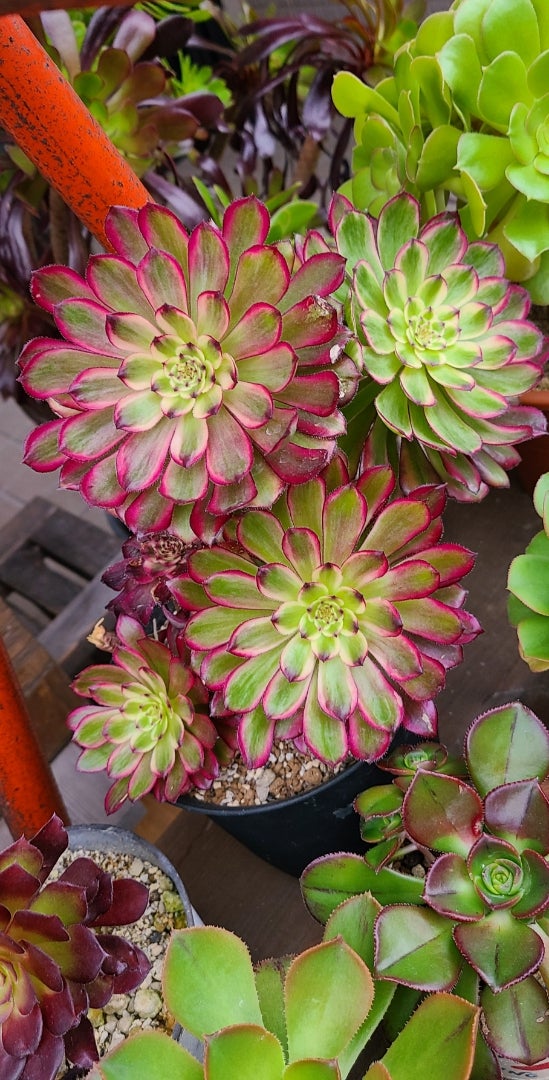 色づいてきたアエオニウム | 多肉植物大好きな初心者のブログ