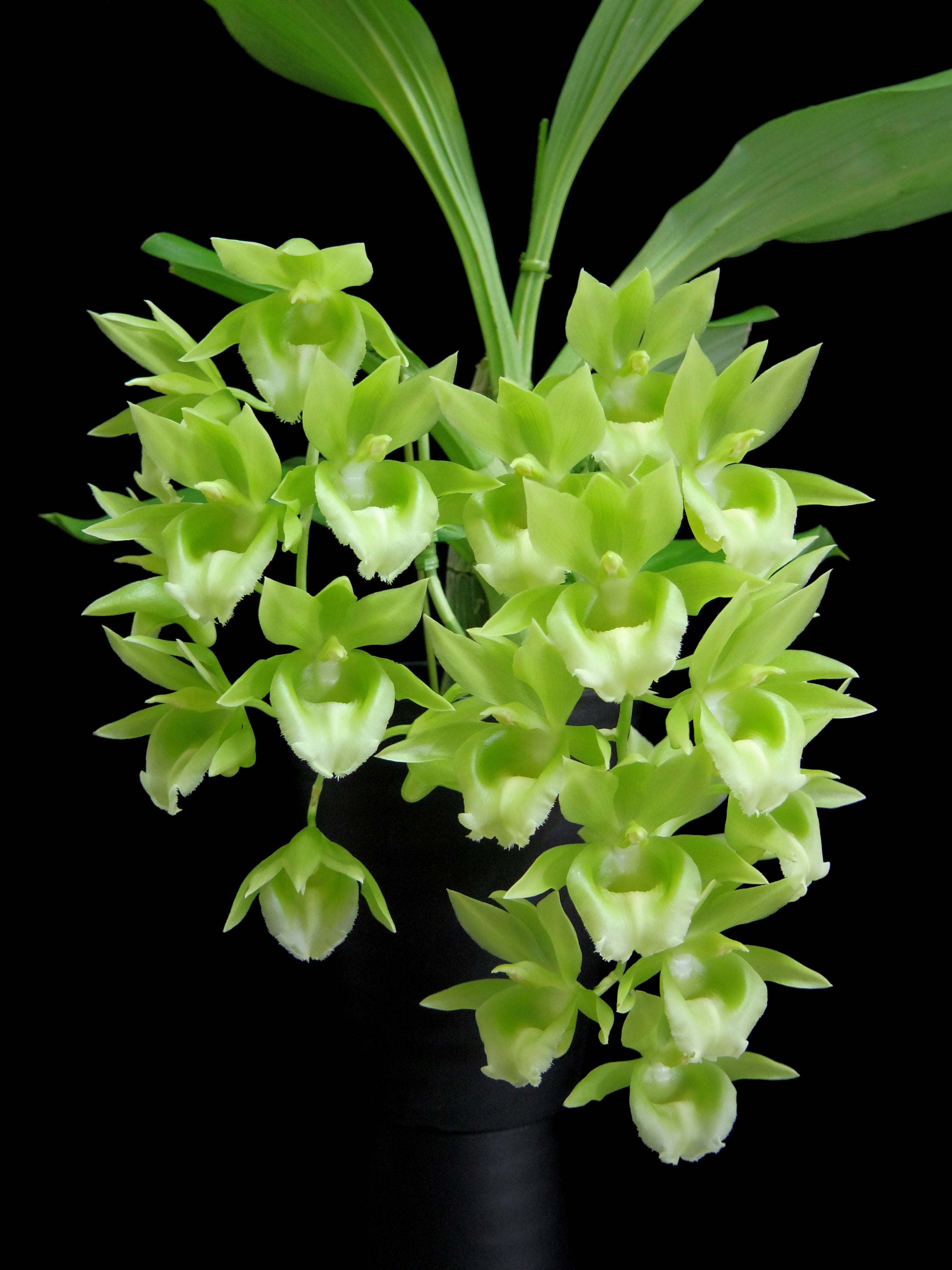 Clowesetum Raymond Lerner 'Masa' | No orchid, no life. ～蘭を