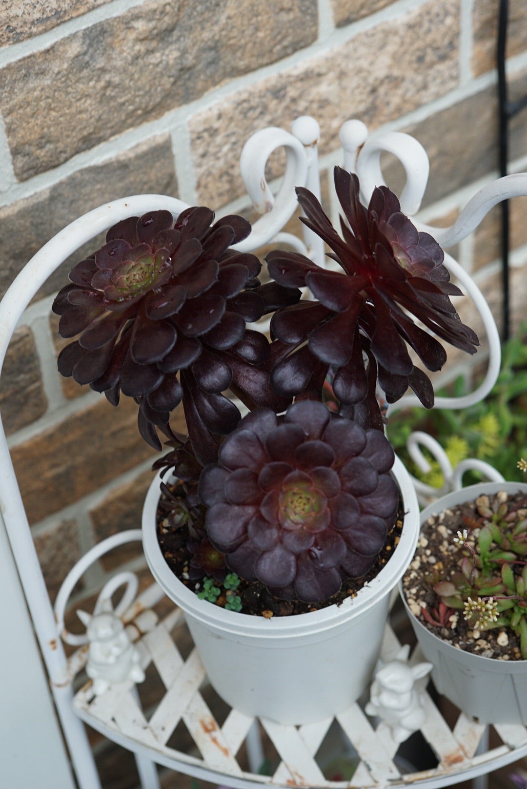 ブラックマジックの花とアエオたち | grow plants 〜いつも一緒に〜