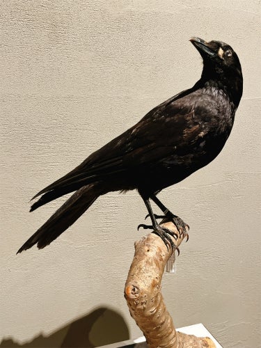 鳥の剥製とジュエリー 極楽鳥 | 不思議戦隊☆キンザザ