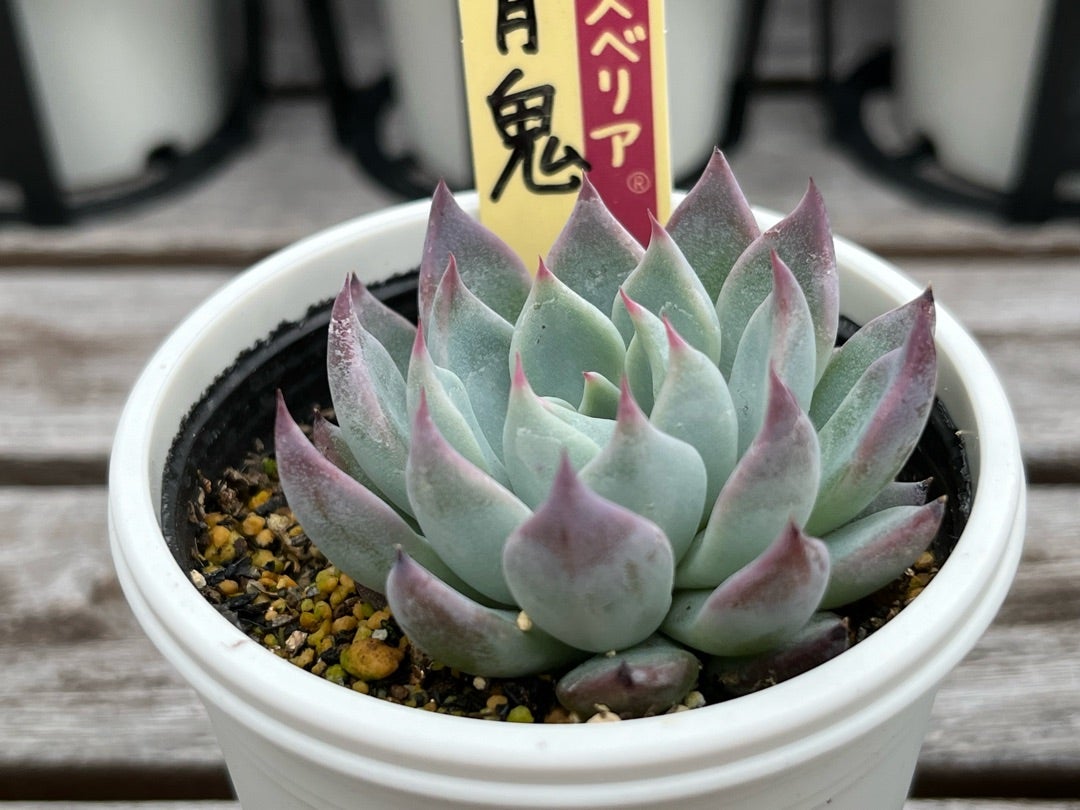 010 【青鬼】おらいさん苗 ミックスベリア 成長記録 多肉植物 | みどり