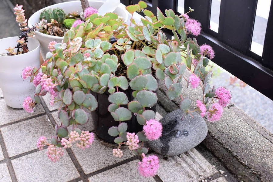 ミセバヤ」の春夏秋冬 | みどりんの多肉