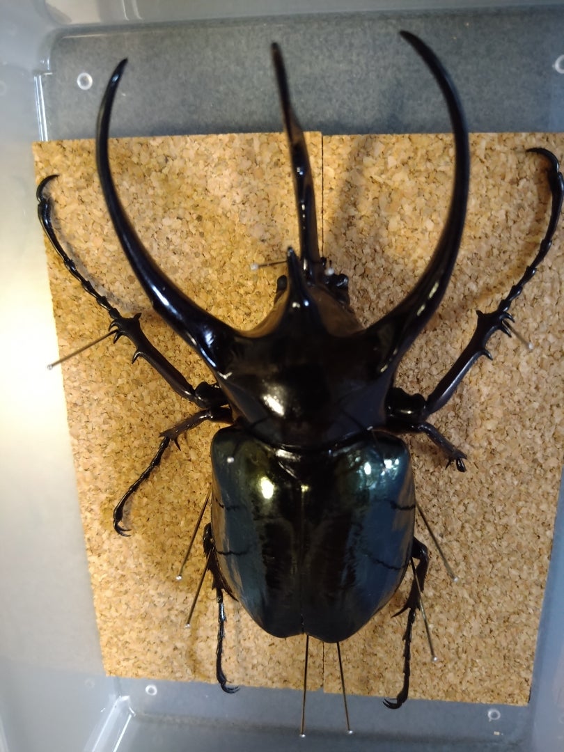 コーカサスオオカブト標本と冬の温度管理 | 息子(6歳)の昆虫、植物観察