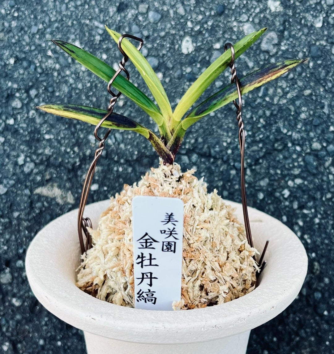 ♪年末大感謝祭＼(^o^)／]富貴蘭 金牡丹黄縞No.1 金牡丹縞 | 奥深い富貴蘭