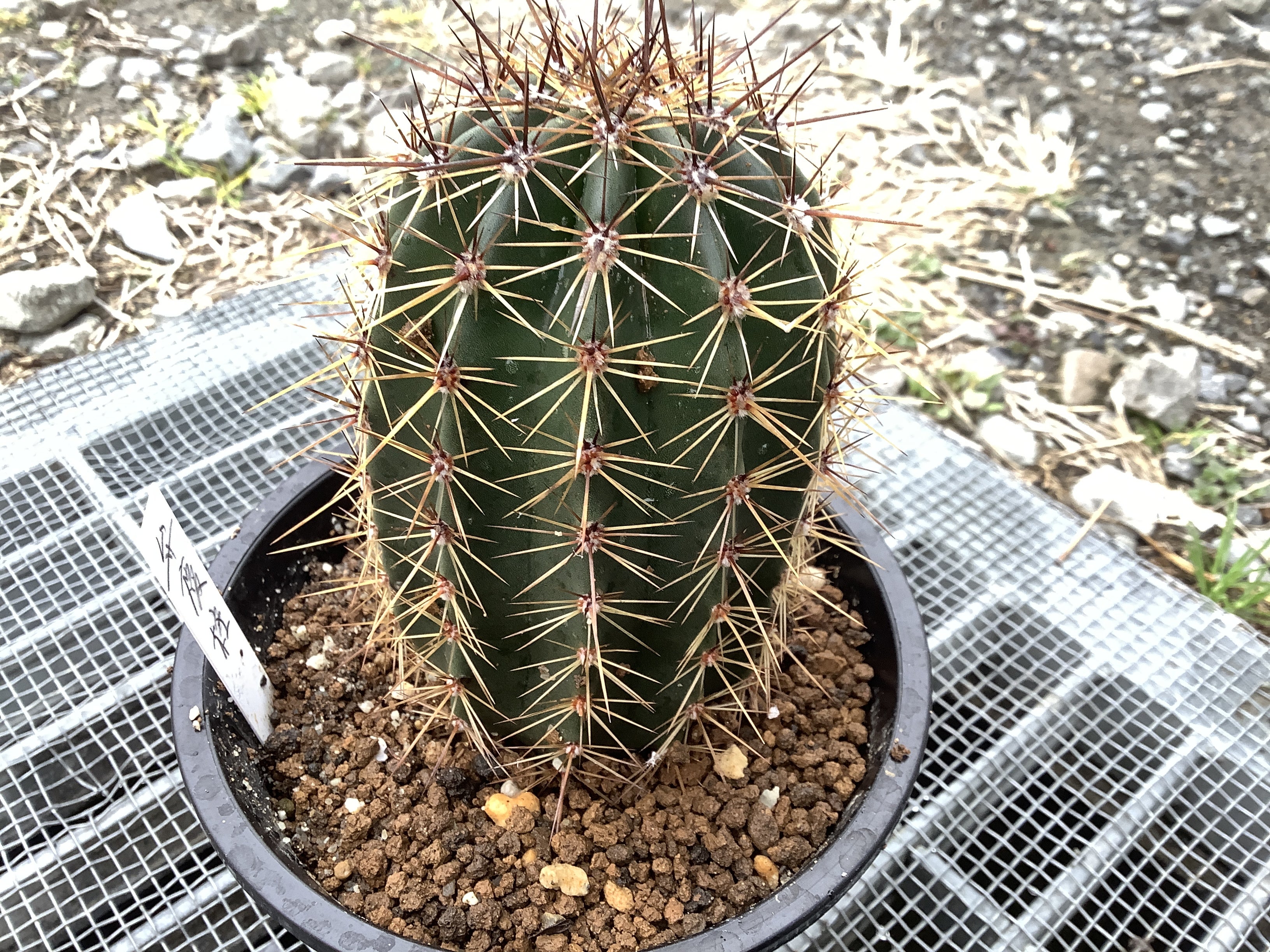 サボテン弁慶柱を導入 | 『かみの』の備忘録〜植物時々昆虫〜