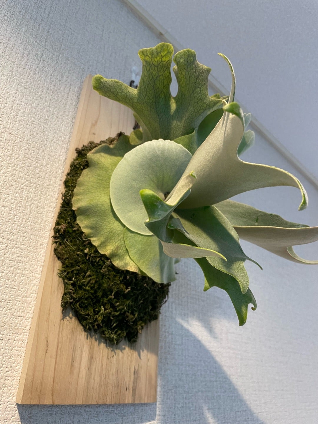 ビカクシダ コットンクラウド（P. willinckii cotton cloud