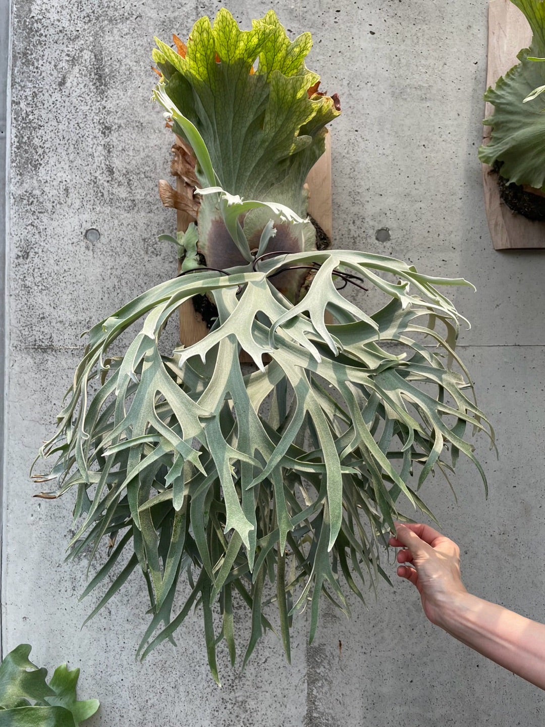 その後のビカクシダ 月光爪哇 ① | calmplantsのビカクシダブログ