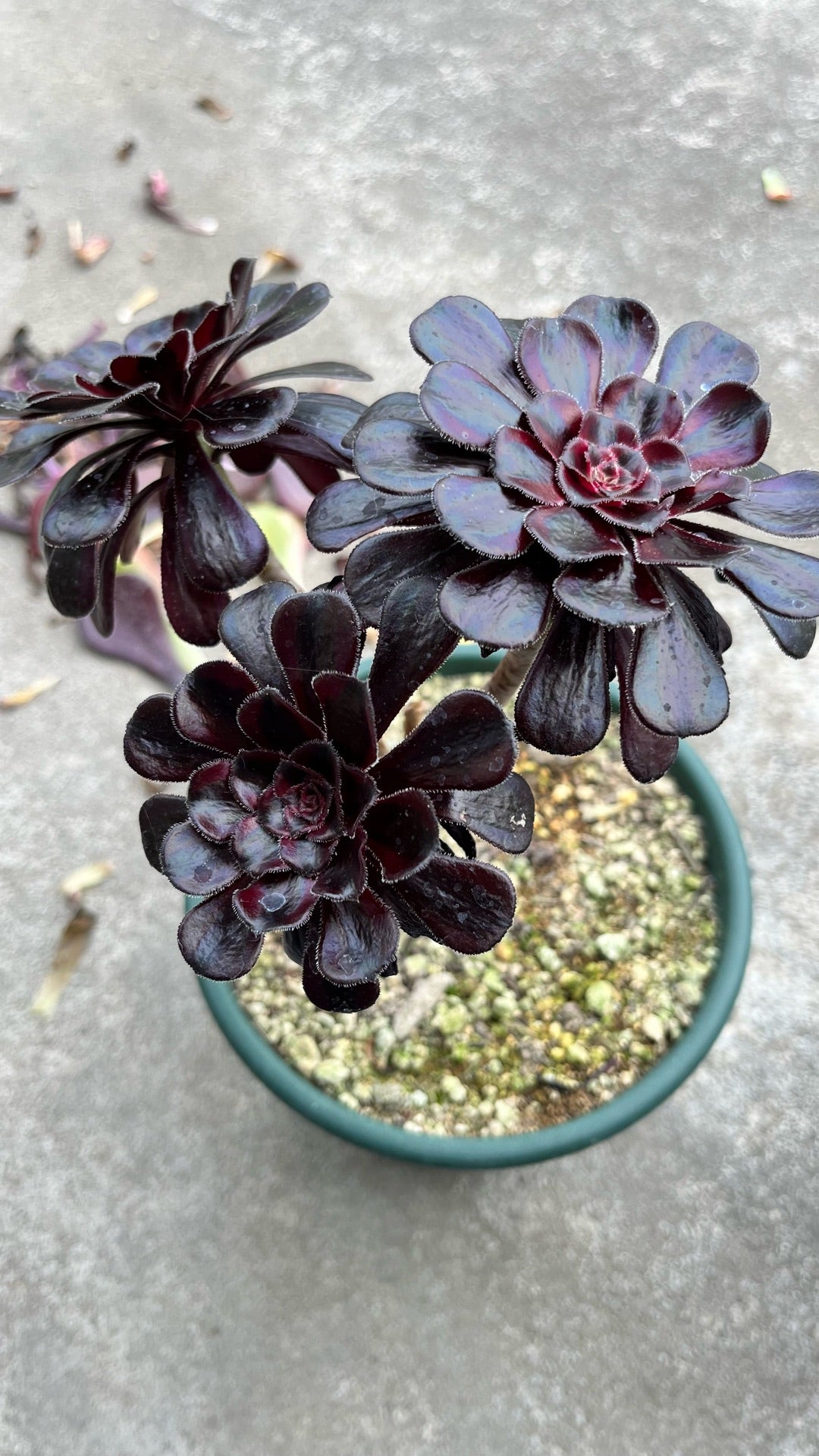 多肉植物アエオニウム錦❤️ グリーン.メデューサ❤️ 多肉植物