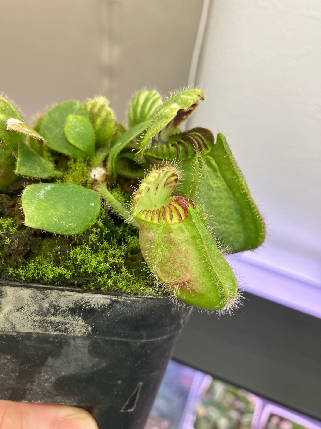 恵比寿'の夏姿。 | 櫻の植物と手作り日記
