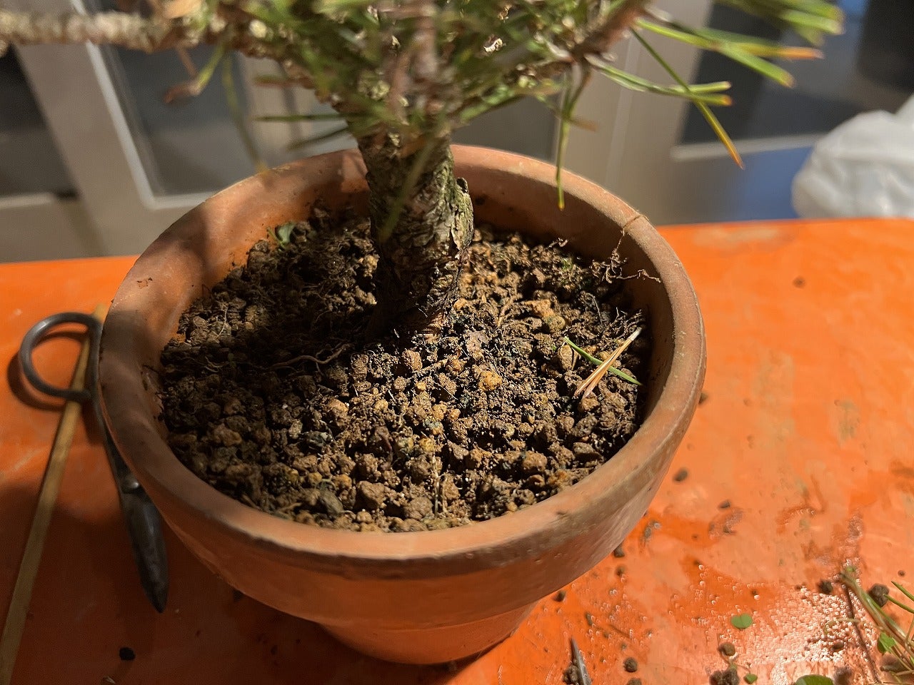 千寿姫のCO2挿し | Vintage Bonsai 〜盆栽＆北欧ヴィンテージ〜