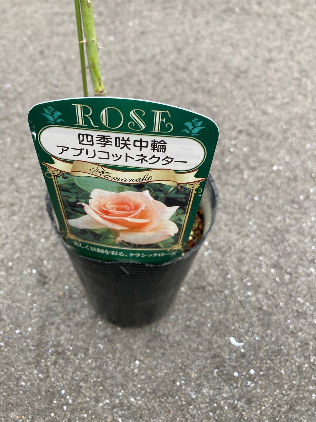 値引きされていたバラ苗 | つばめの気ままにあちこち