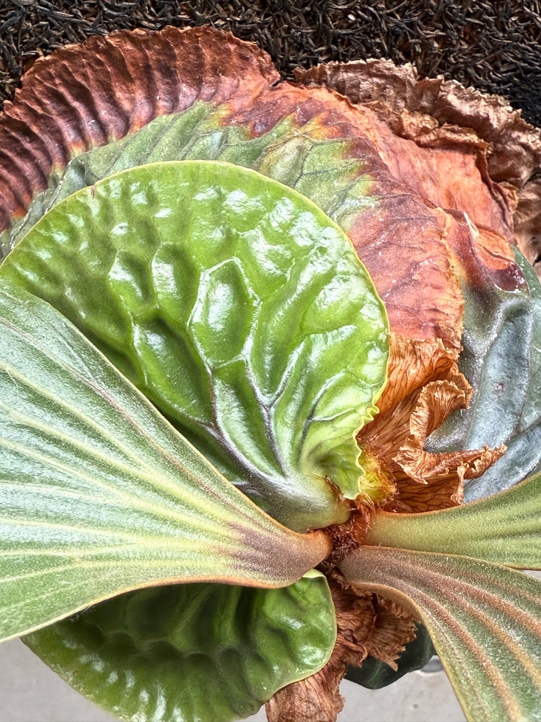 その後の マダガスカリエンセ (P. madagascariense) ① | calmplantsの