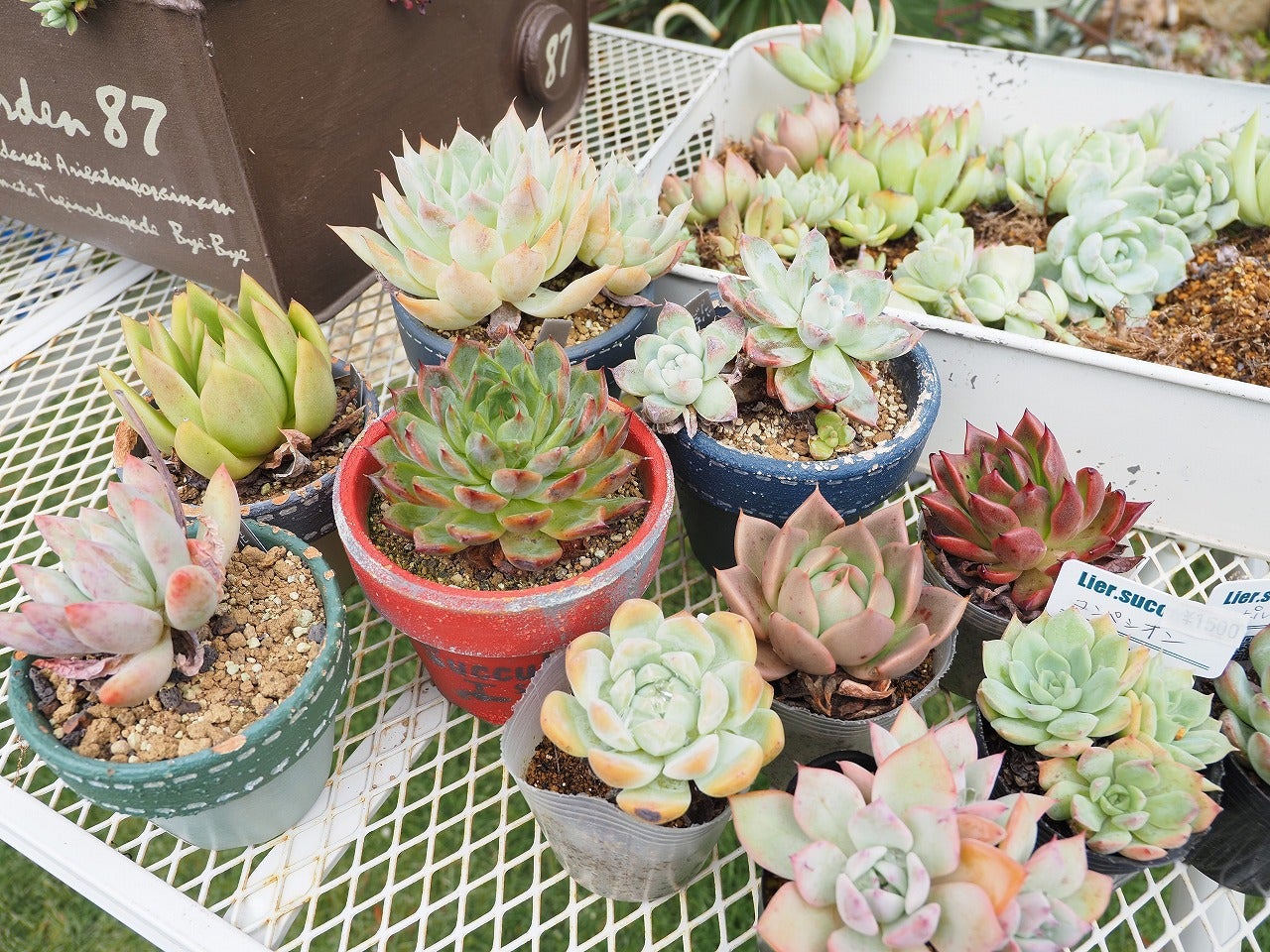 花束のような多肉植物の寄せ植え | ブログ版Olive&SucculentGarden