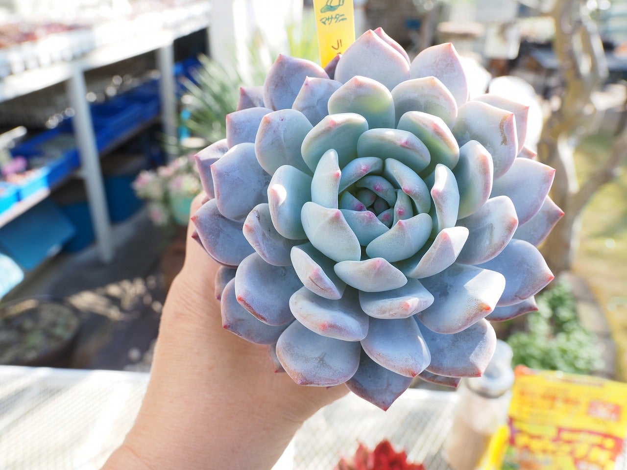 はなベリアの源！親株たちの鉢増し作業 | ブログ版Olive&SucculentGarden