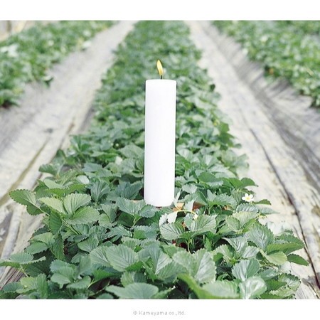 カメヤマ/グローキャンドル200号 ホワイト/T0087-00-01 - 花材通販は