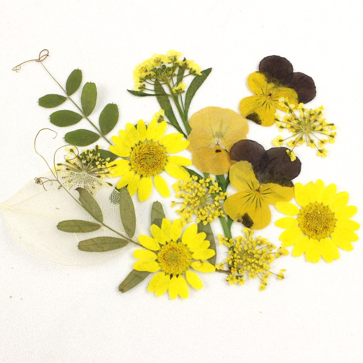 即日☆ 【ドライ】押し花 ミックスパックD(イエロー系) - 花材通販は