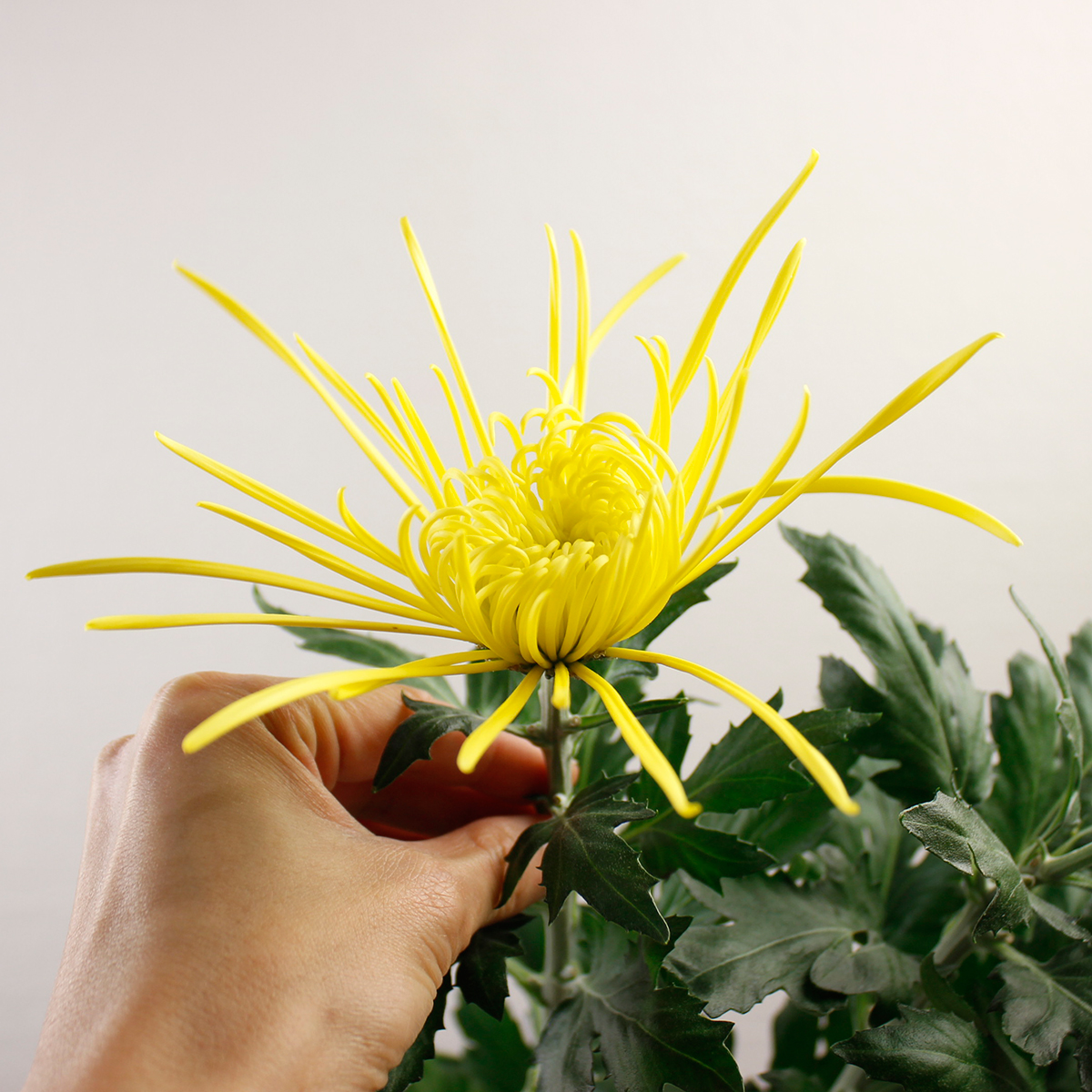 直前!!】糸菊 黄 ※品種はお任せとなります - 花材通販はなどんやアソシエ