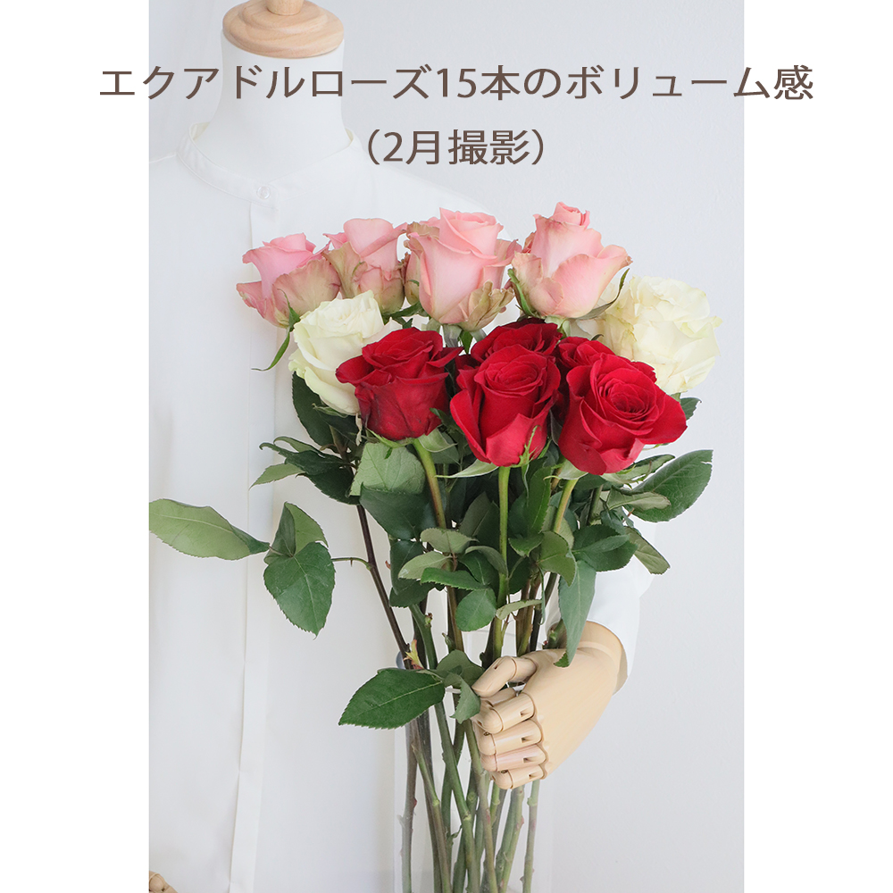 生花/予約】大輪エクアドルローズ フリーダム(赤)70cm 【早締切】※予約