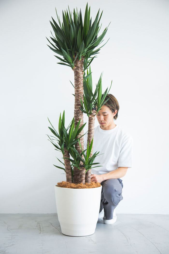 観葉植物 青年の木 ユッカ（10号鉢）｜HanaPrime（ハナプライム）