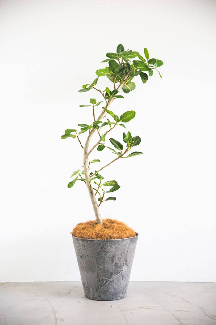 観葉植物 フィカス ベンガレンシス（8号鉢）｜HanaPrime（ハナプライム）