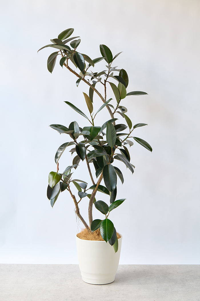 観葉植物 フィカス バーガンディ曲がり（10号鉢）｜HanaPrime（ハナ