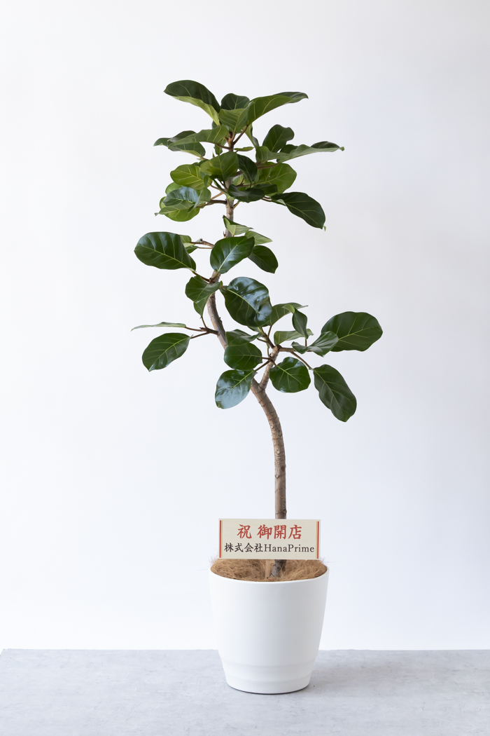 観葉植物 フィカス アフリカンプリンス曲がり（10号鉢）｜HanaPrime