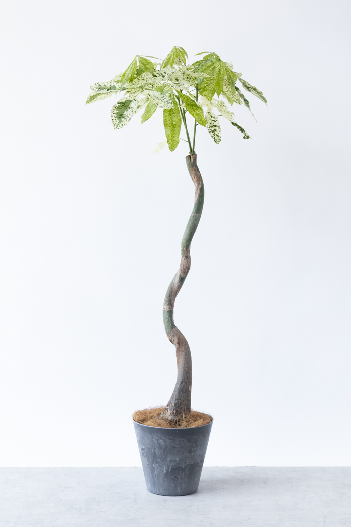 観葉植物 パキラ ミルキーウェイ（8号鉢）｜HanaPrime（ハナプライム）