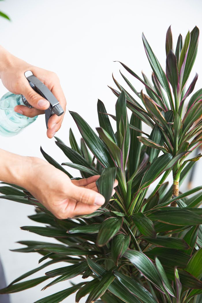 観葉植物 コルジリネサンゴ（8号鉢）｜HanaPrime（ハナプライム）