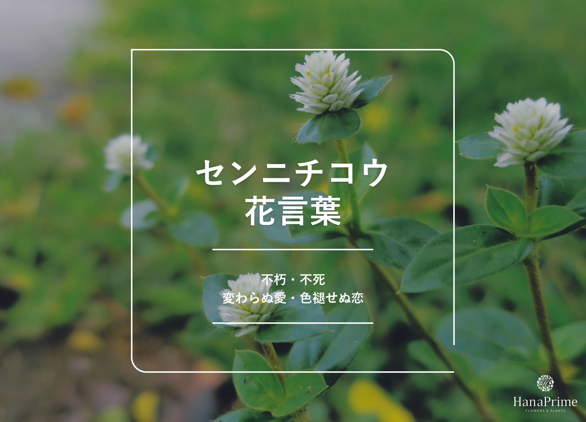 千日紅（センニチコウ）の花言葉｜名前の由来 ｜ 花言葉・誕生花