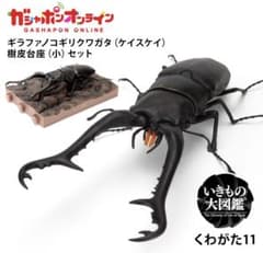 ギラファノコギリクワガタ (ケイスケイ) 樹皮台座(小)付き【オンライン